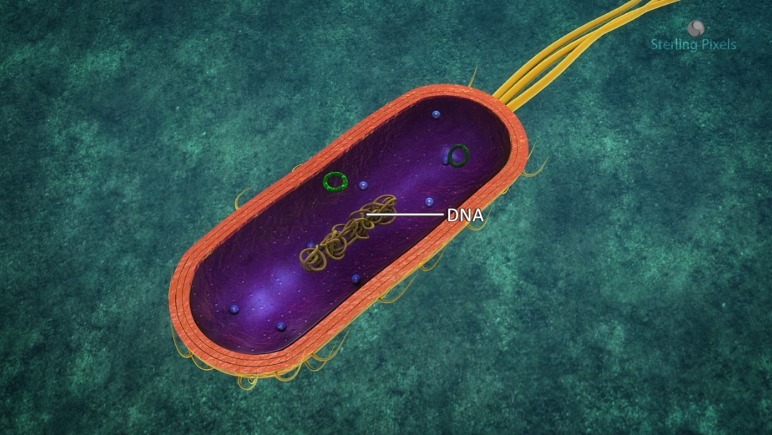Bacterial cell with nuclear body