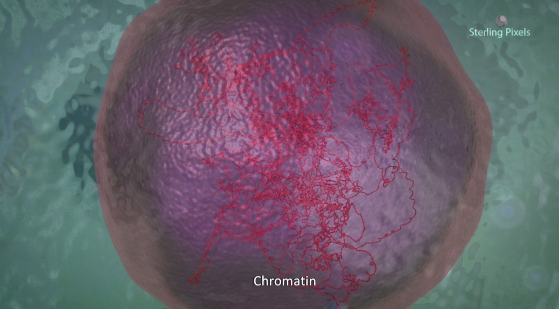 Chromatin material